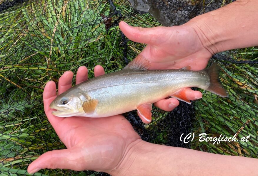 Besatzfische